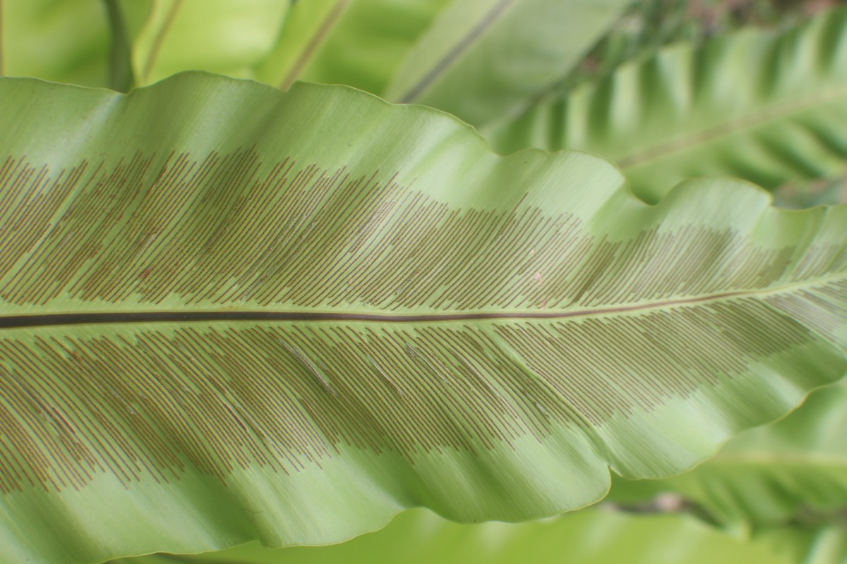 Asplenium nidoides  Fraser-Jenk. & Kandel